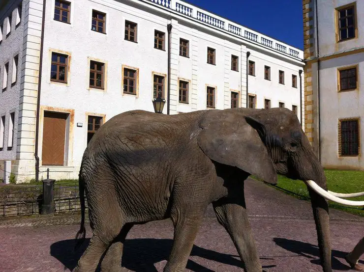 Elefant vor dem Pagenhaus in Gotha