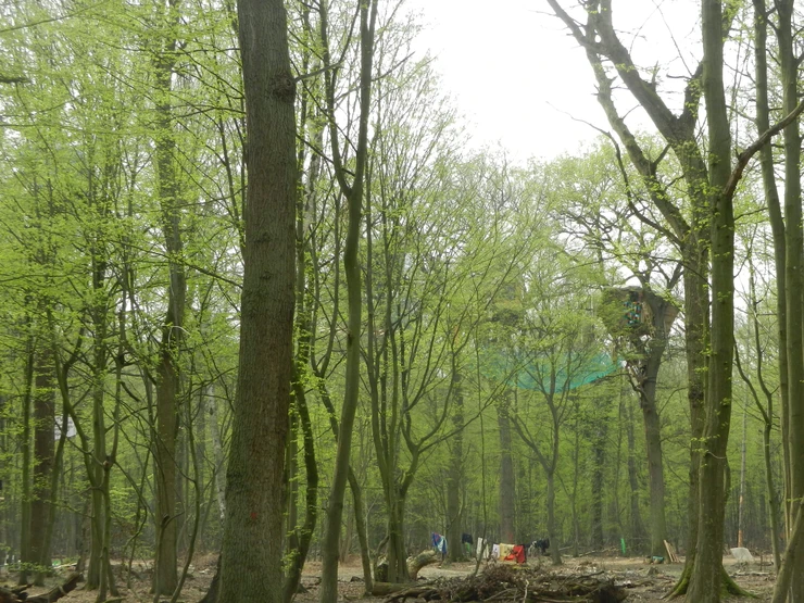 Hambacher Forst