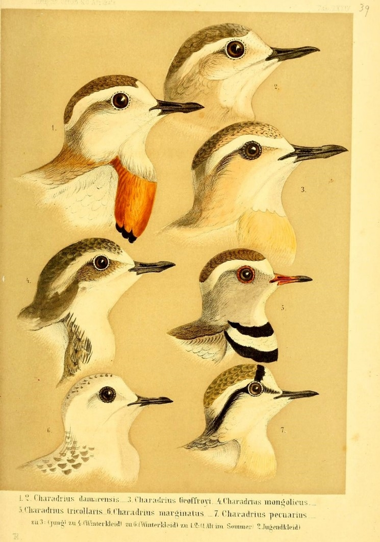 Heuglin_Ornithologie_1869