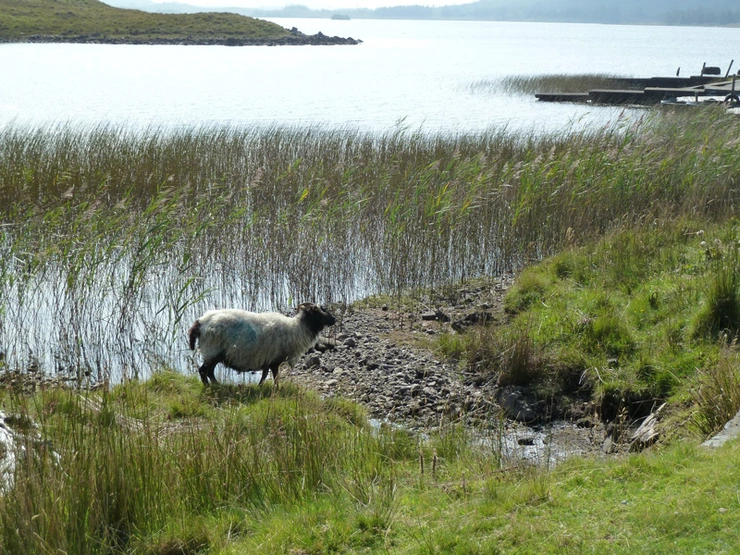 Eva-Maria in Irland