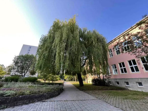 weeping willow between the Audimax building and the administration building