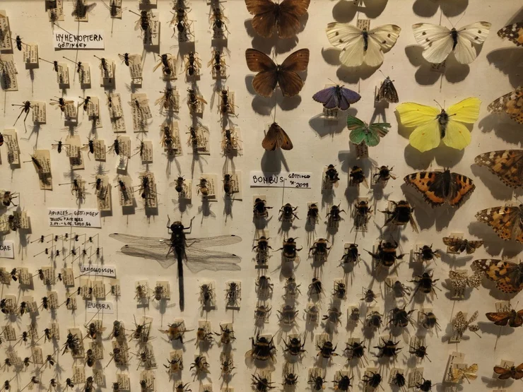 Insektensammlung Forum Wissen