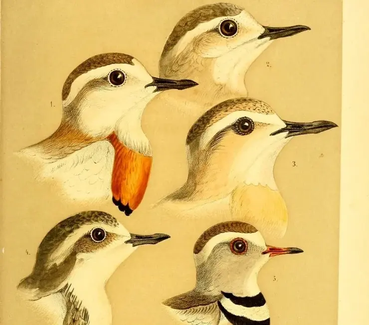 Heuglin_Ornithologie_1869